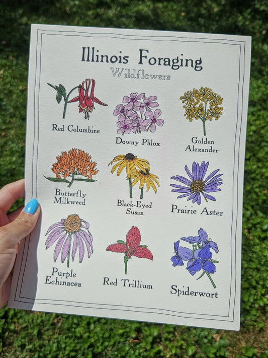 Illinois Foraging: Wildflowers