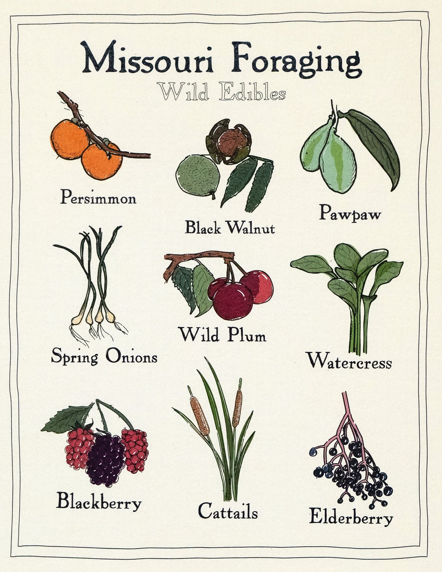 Missouri Foraging - Wild Edibles