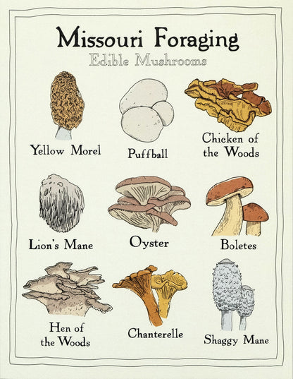 Missouri Foraging - Edible Mushrooms