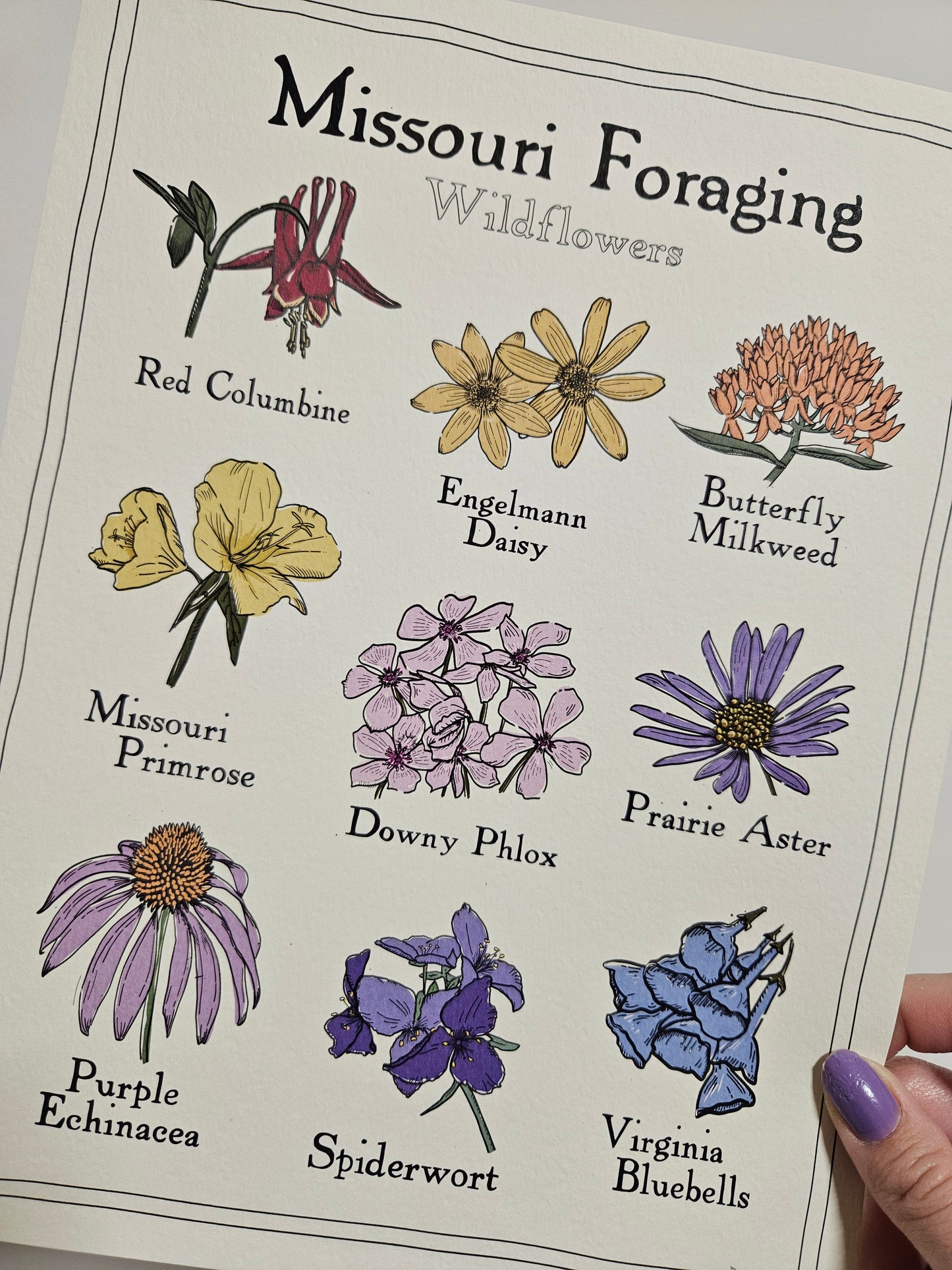 Missouri Foraging - Wildflowers